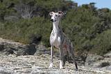 WHIPPET 026